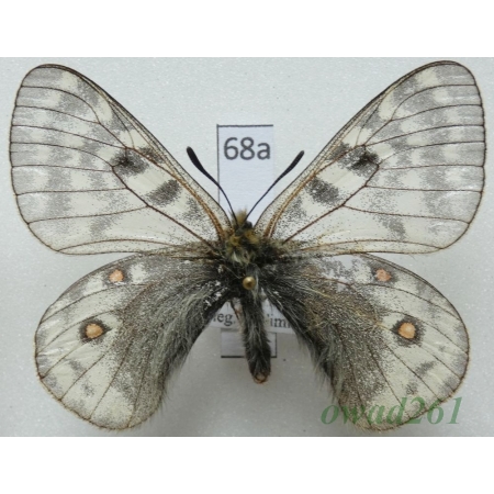 Parnassius delphius subsp. cinerosus Stichel, 1907 China68a